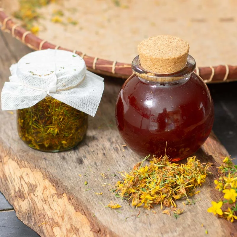 Millepertuis - Millepertuis Ponctué