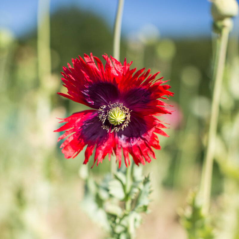 Pavots - Jimi’s Flag Mix