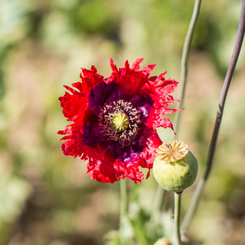 Pavots - Jimi’s Flag Mix