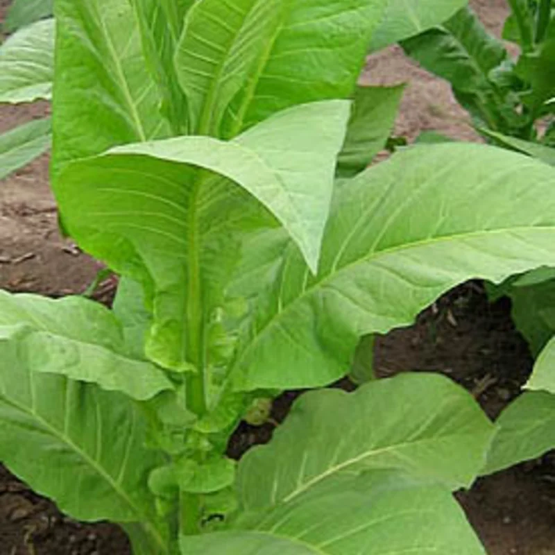 Tabac - Frog Eye Orinoco