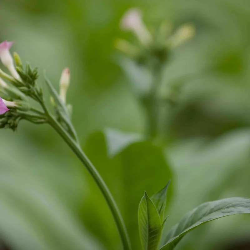 Tabac - Frog Eye Orinoco