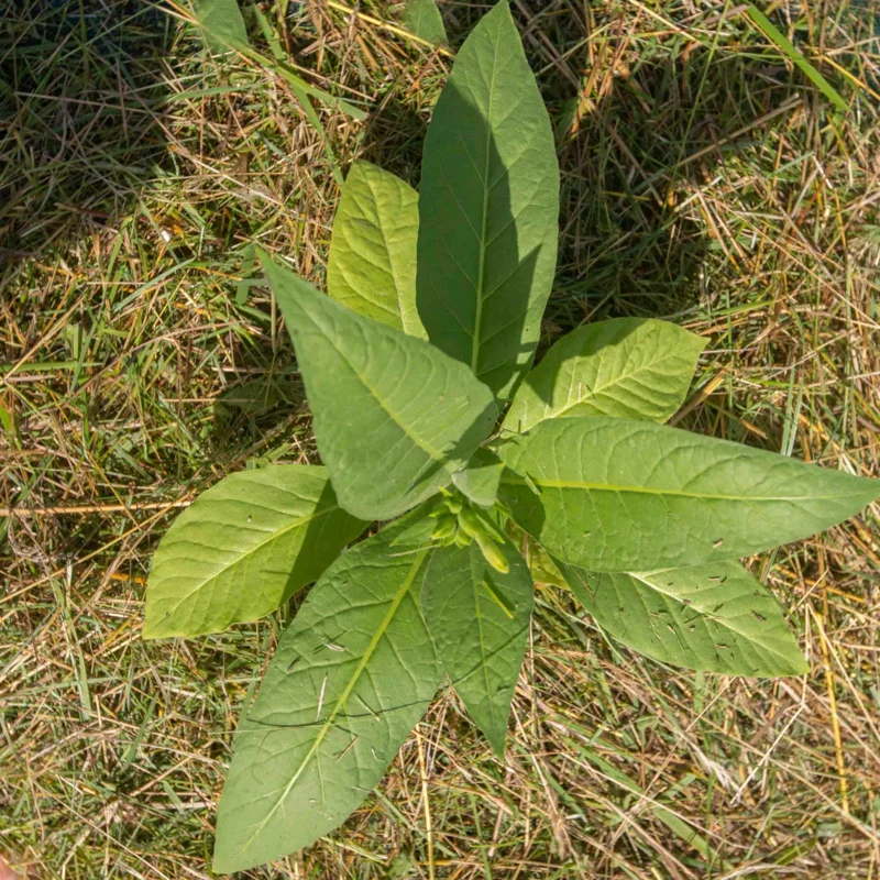 Tabacs - Orinoco White Stem