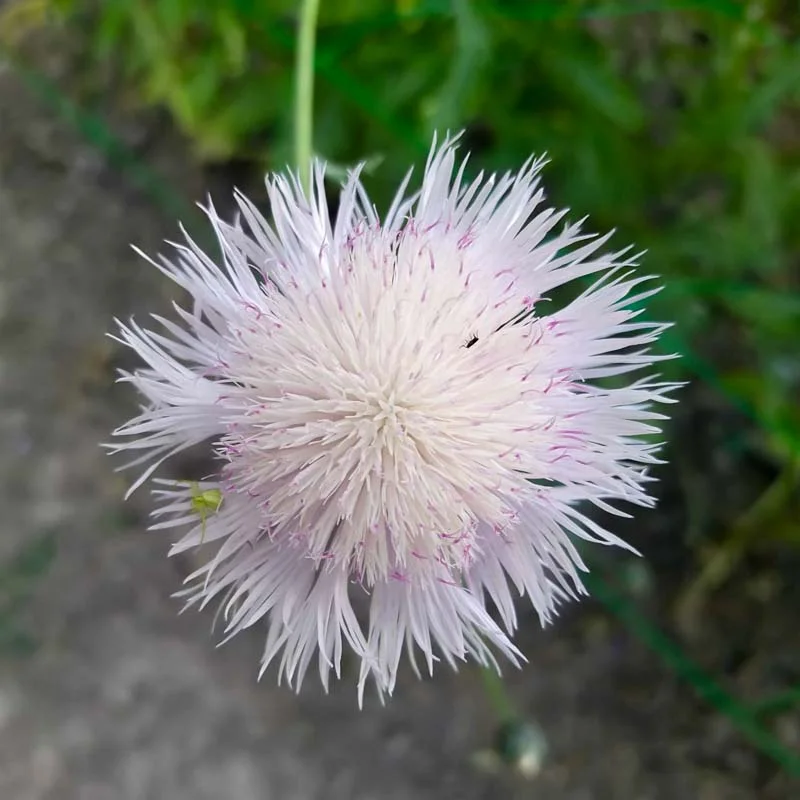 Cornflower - Sweet Sultan. Mix