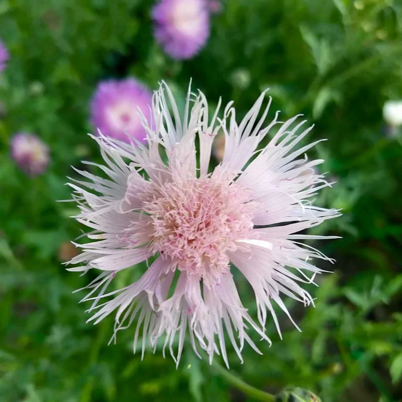 Cornflower - Sweet Sultan. Mix