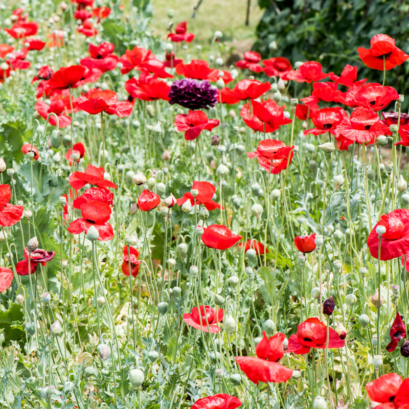 Poppies - Turkish Tulip