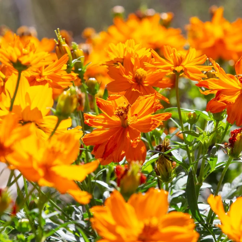 Cosmos - Cosmic Orange