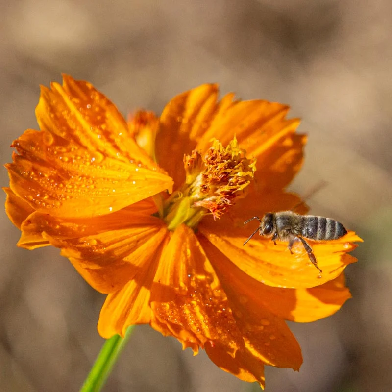 Cosmos - Cosmic Orange