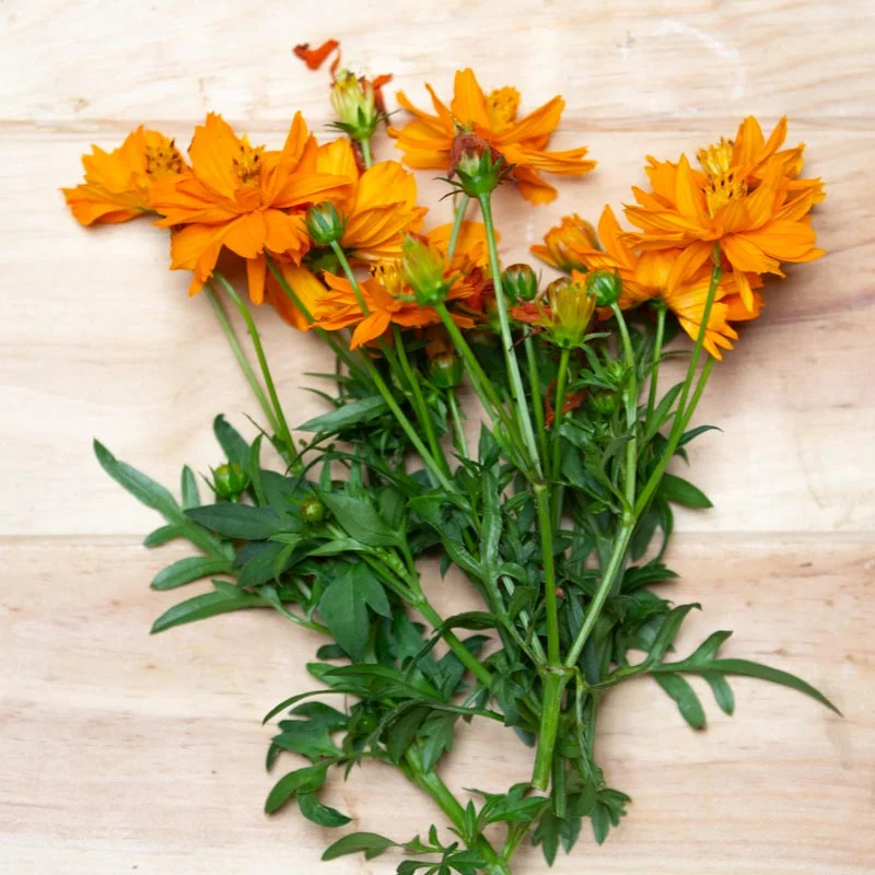 Cosmos - Cosmic Orange