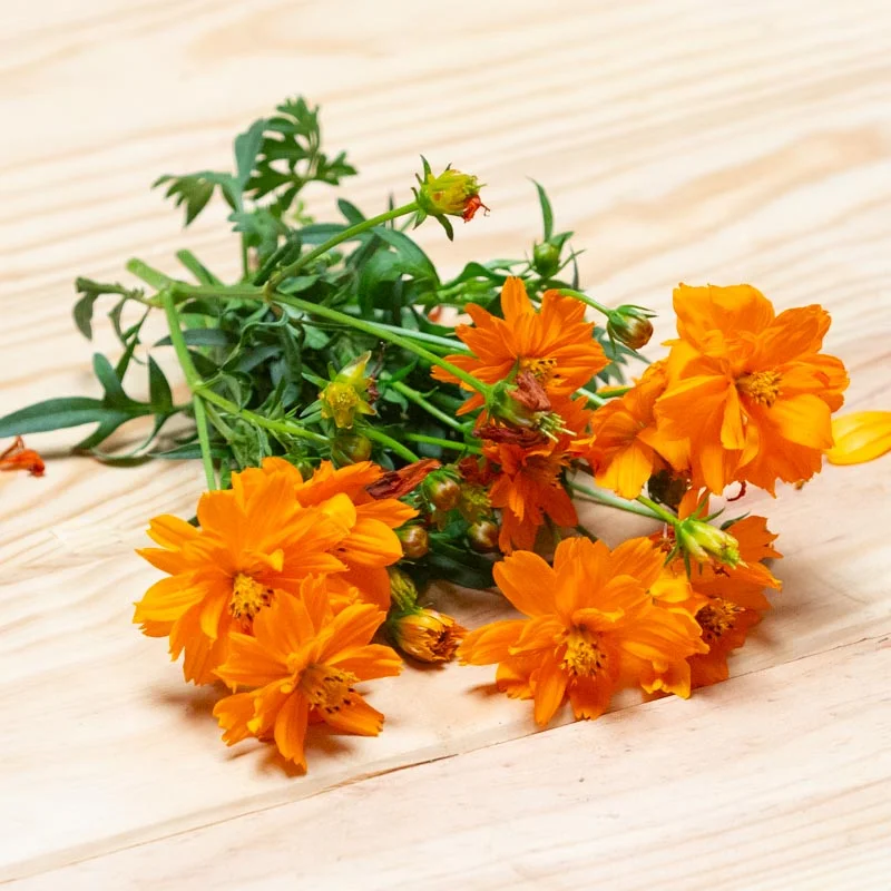 Cosmos - Cosmic Orange