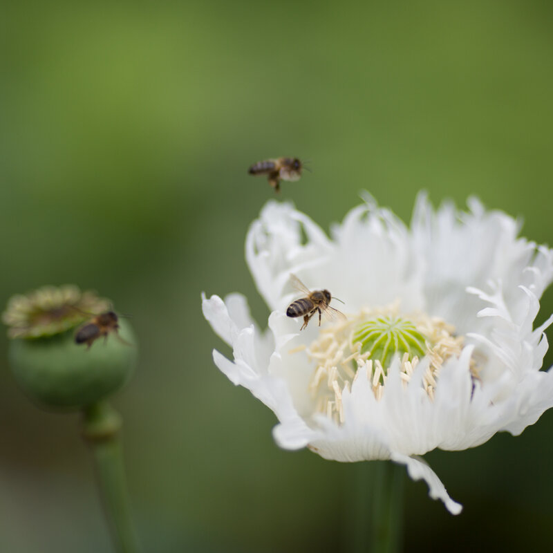Pavots - Jimi’s Snowflakes