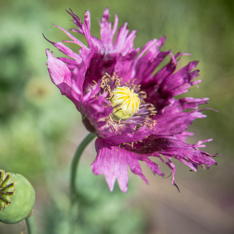 Pavots - Jimi’s Purple Haze