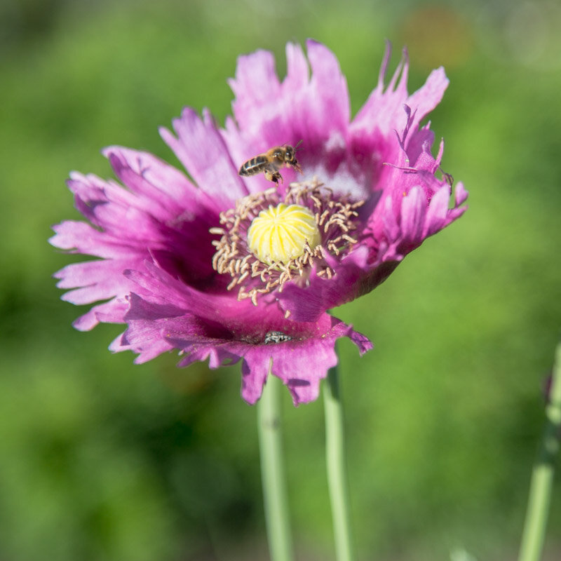 Pavots - Jimi’s Purple Haze