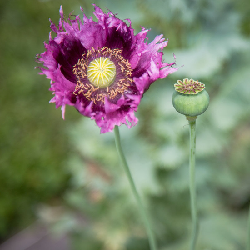 Pavots - Jimi’s Purple Haze