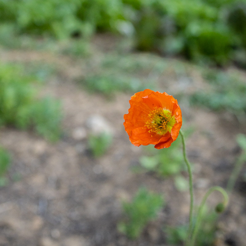 Poppies - Papaver nudicaule