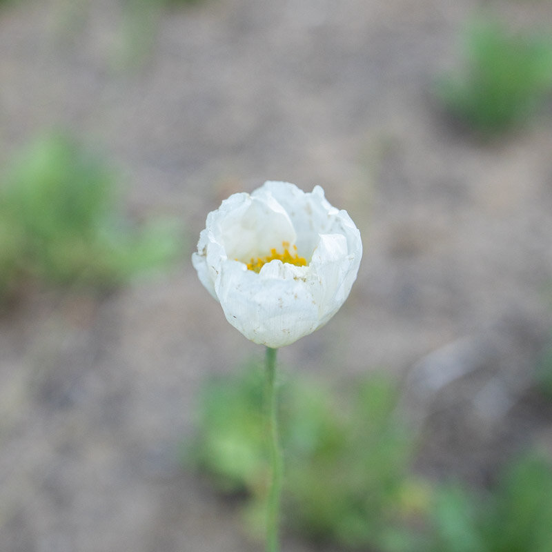 Poppies - Papaver nudicaule