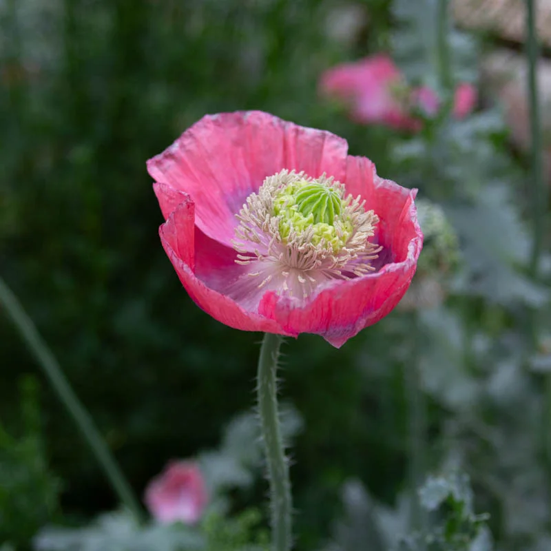 Pavots - Hens And Chicks