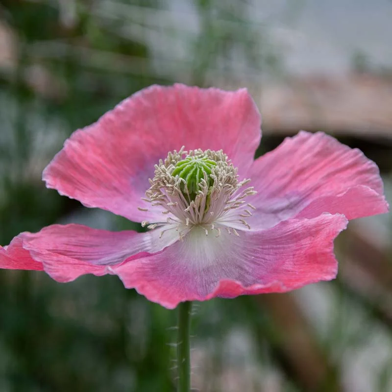 Pavots - Hens And Chicks