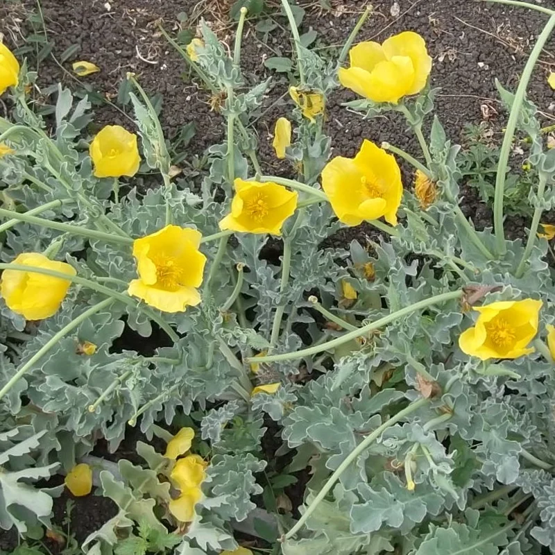 Poppies - Glaucium flavum