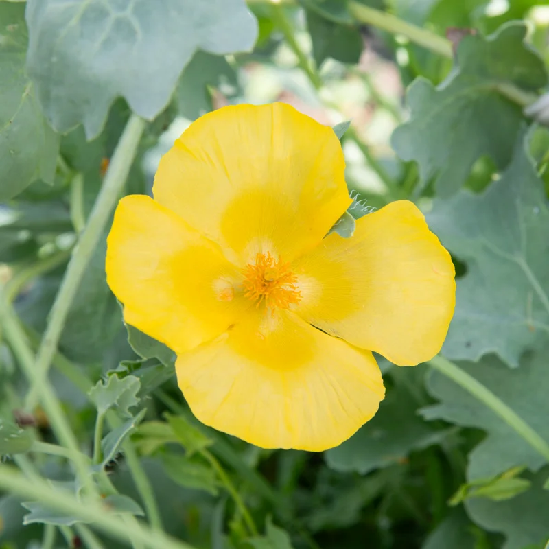 Poppies - Glaucium flavum
