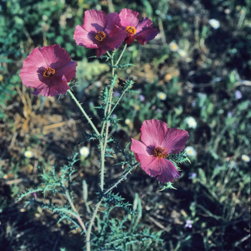 Argemone - Argemone sanguinea