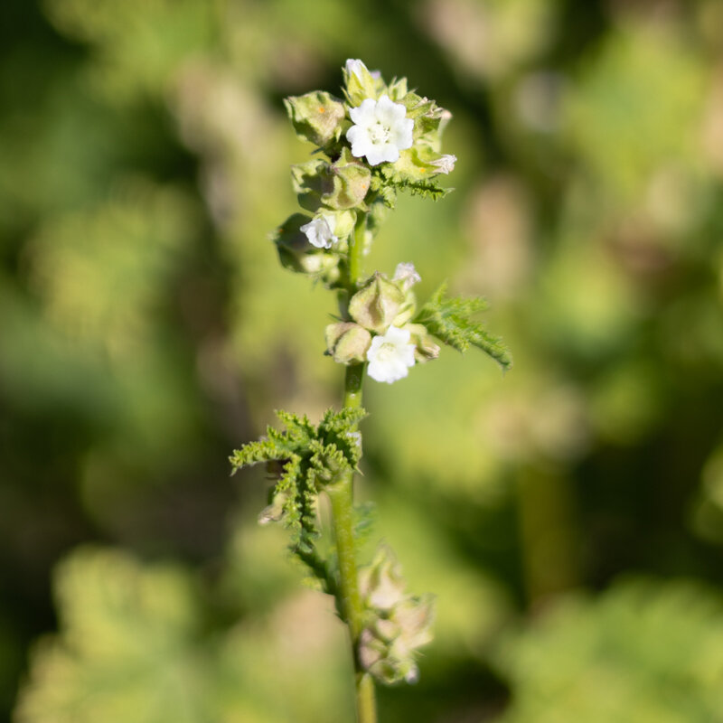 Mauves - Mauve Verticillée