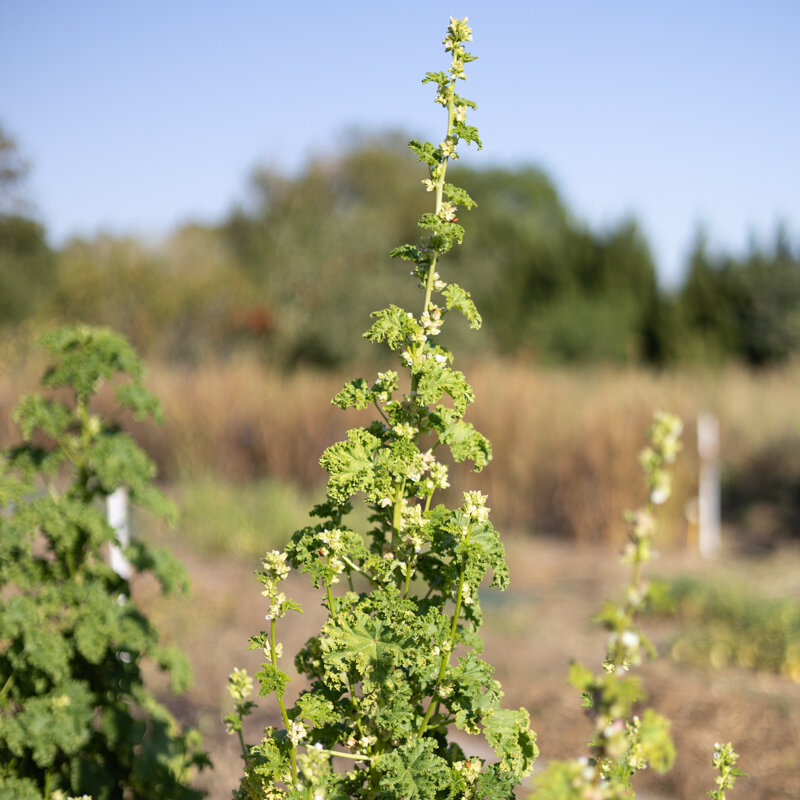 Mauves - Mauve Verticillée