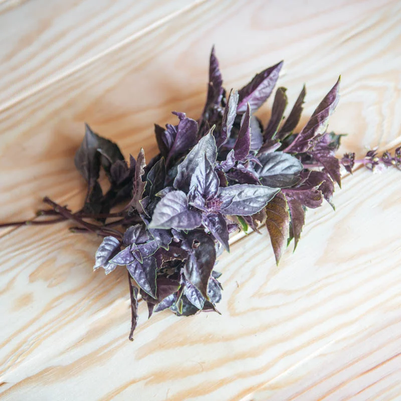 Basilics Tulsis - Tulsi Krishna