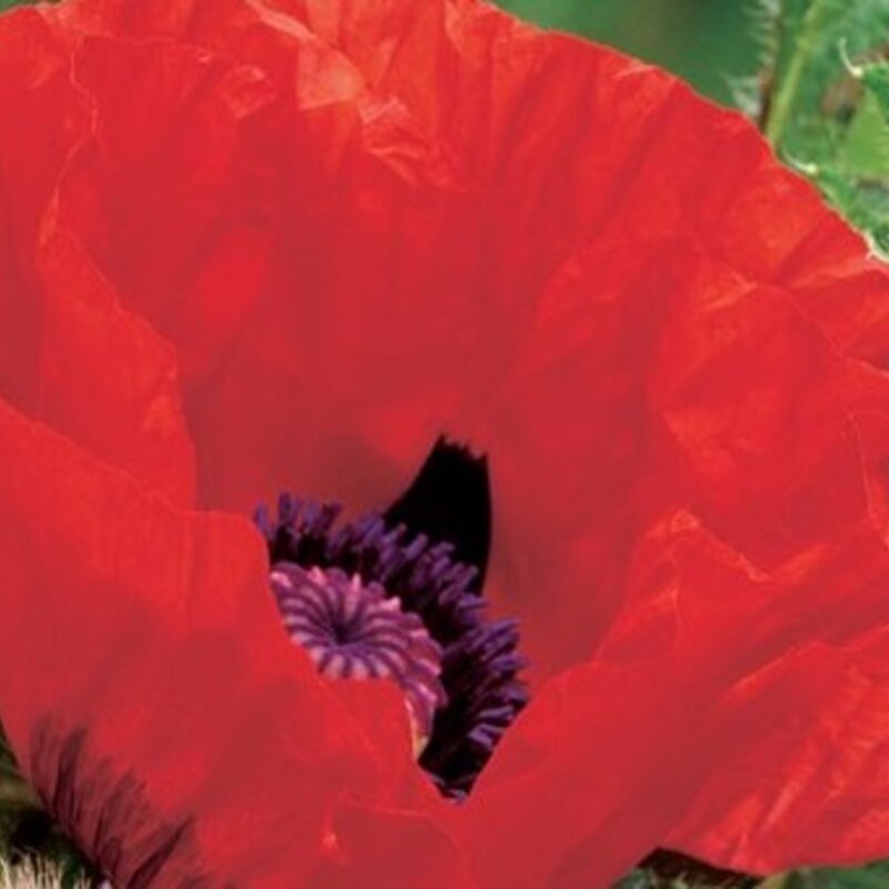 Poppies - Brilliant