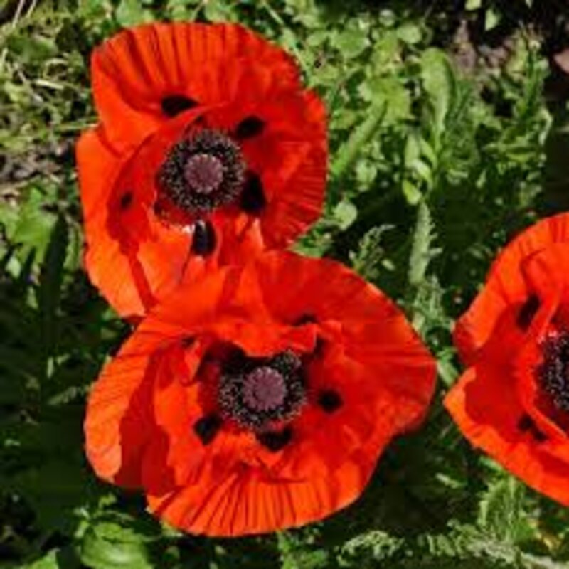 Poppies - Brilliant