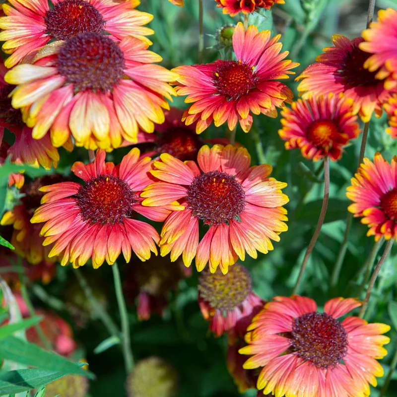 Gaillardes - Arizona Red Shades