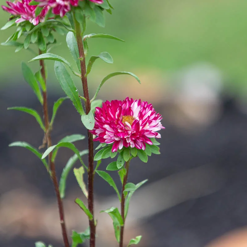 Asters de Chine - Matsumoto Red Stripe