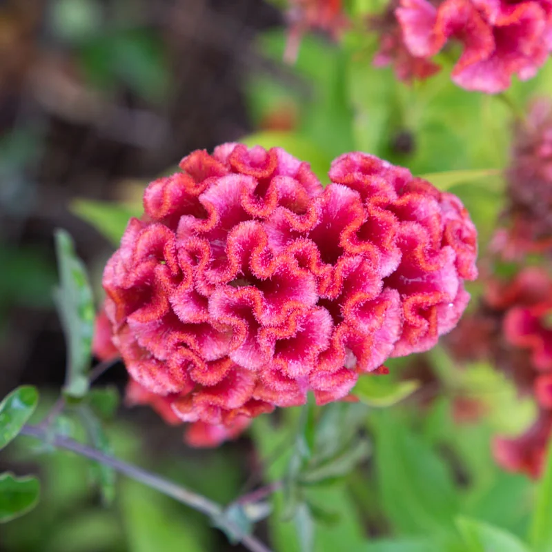 Celosia - Temple Bell