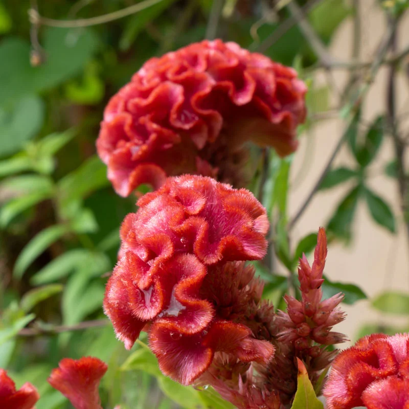 Celosia - Temple Bell