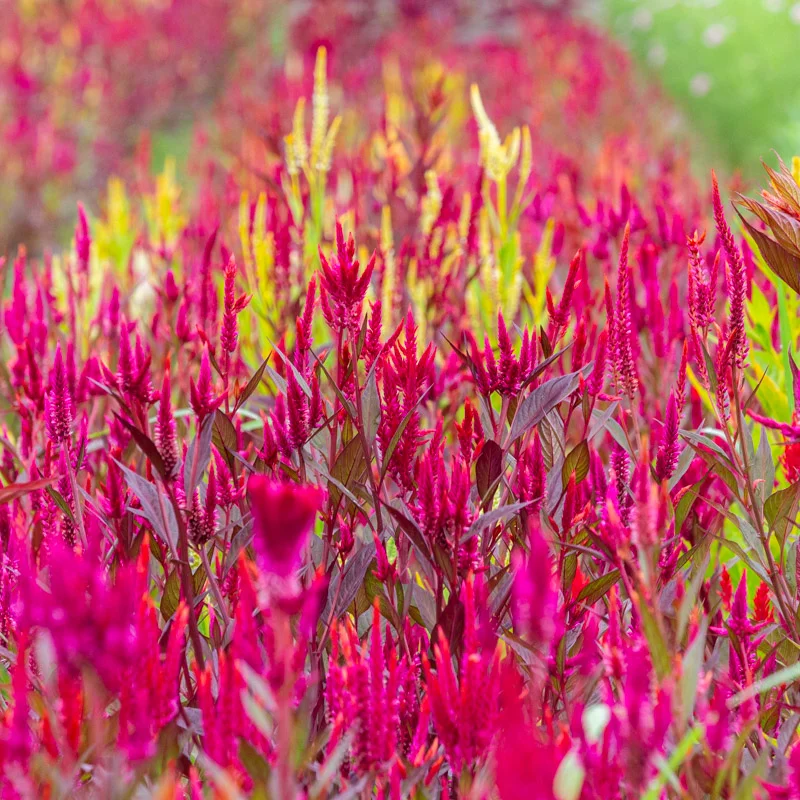 Celosia - Pampa Plume
