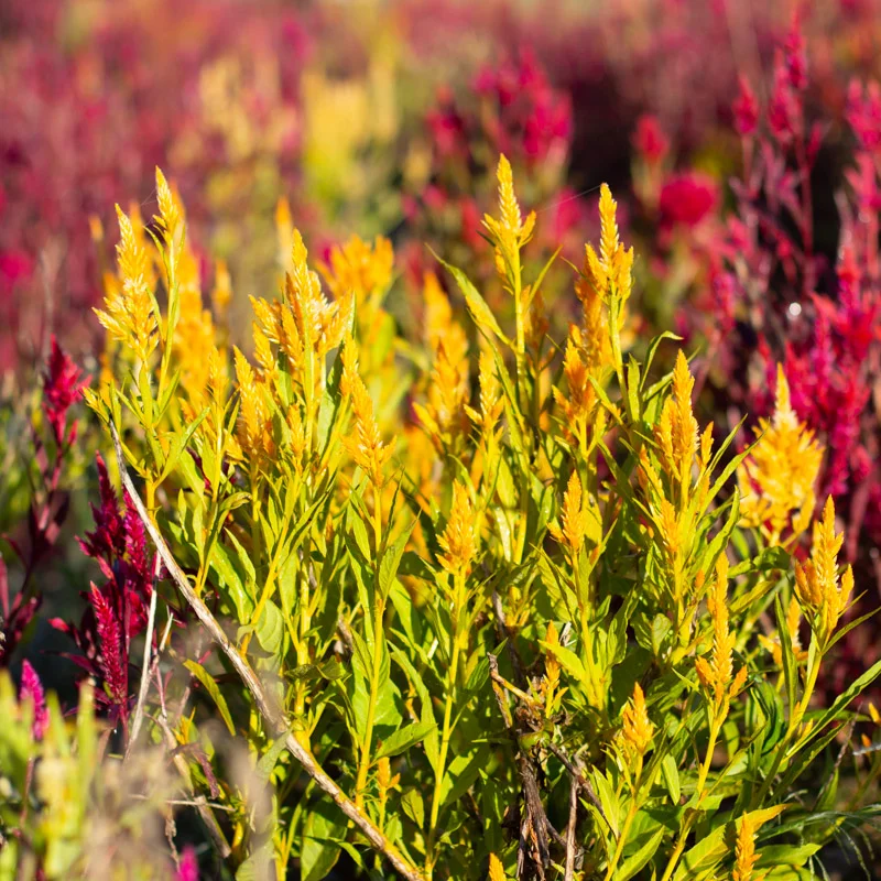 Celosia - Pampa Plume