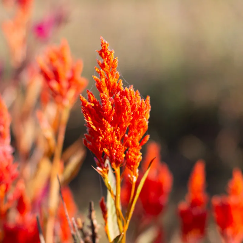 Celosia - Pampa Plume