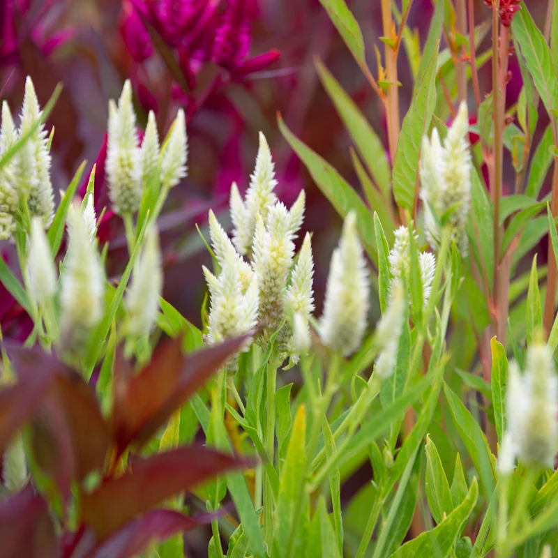 Celosia - Pampa Plume