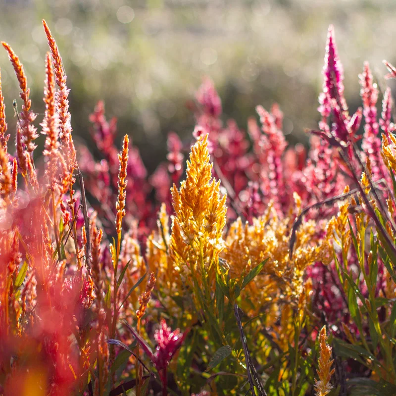 Celosia - Pampa Plume