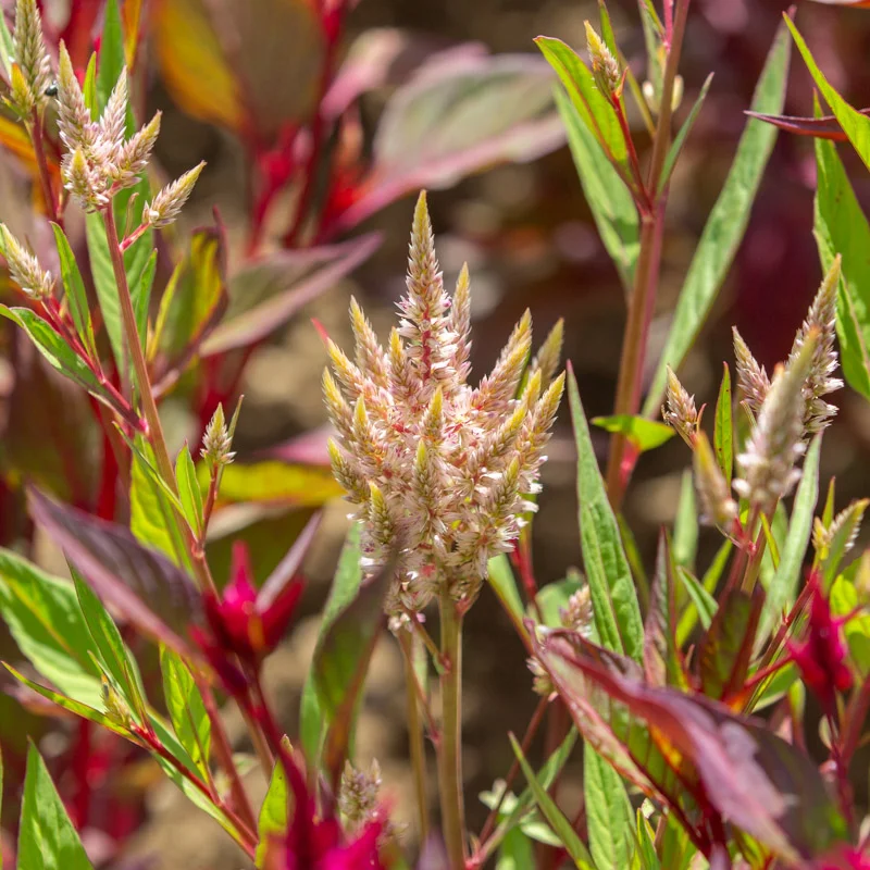 Celosia - Pampa Plume