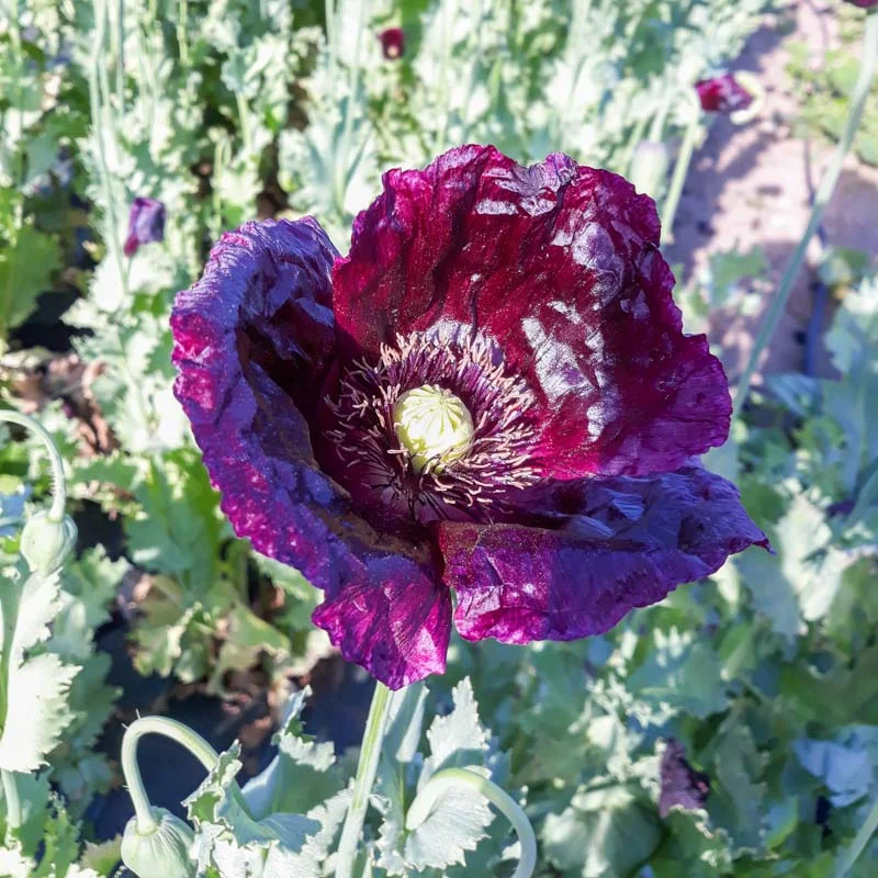 Pavots - After Midnight