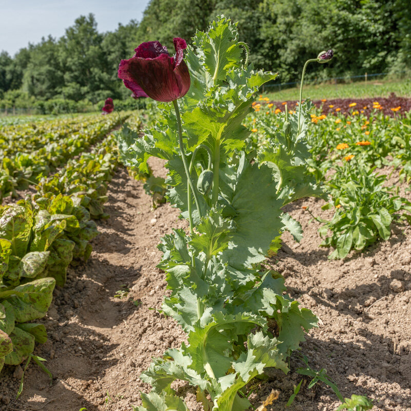 Pavots - After Midnight