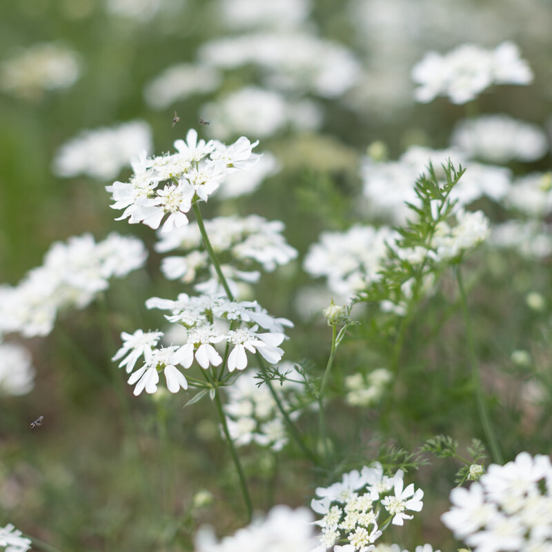 White laceflower - White Finch