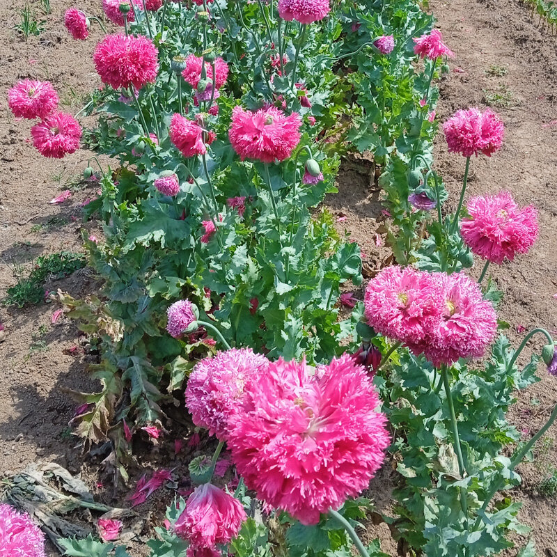 Pavots - Fine Petal Pink Peony