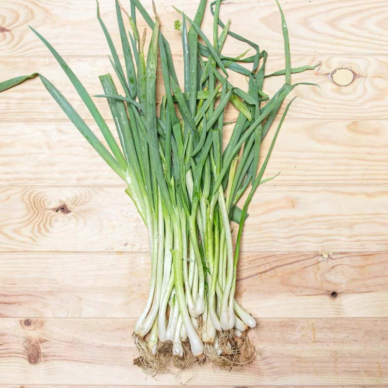 Ciboules - Kyoto Kujo Negi