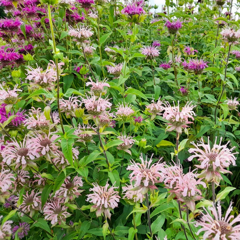 Monardes - Panorama Mix