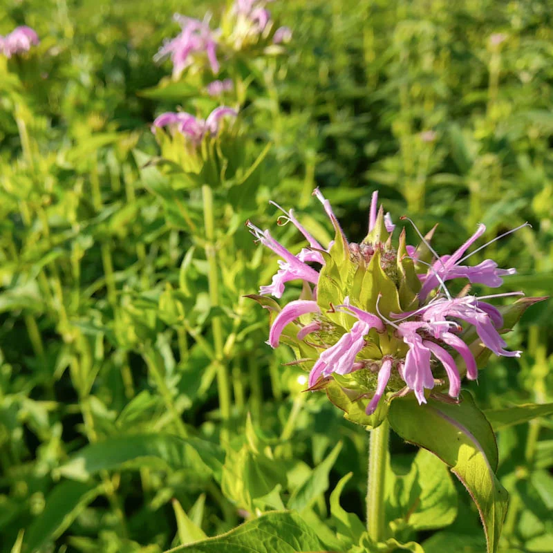 Monardes - Panorama Mix