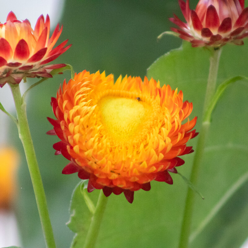 Immortelles - A Grandes Bractées