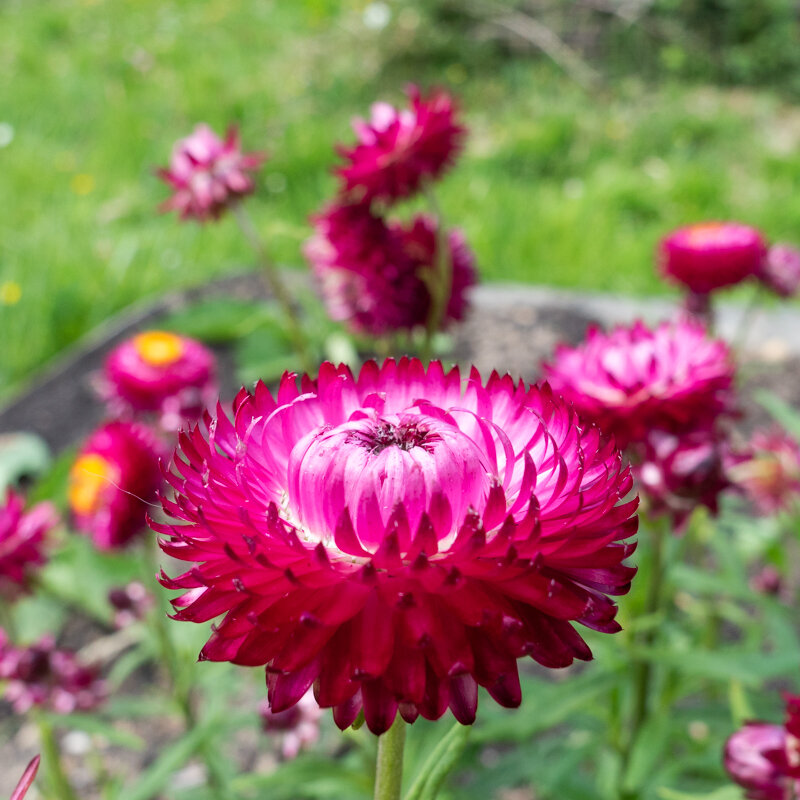 Immortelles - A Grandes Bractées