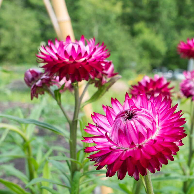 Immortelles - A Grandes Bractées