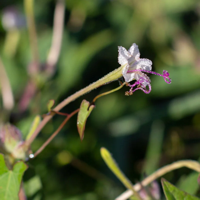 Belles de nuit - Belle de Nuit à Longues Fleurs